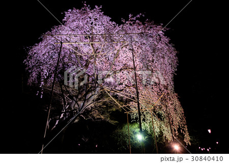 枝垂れ桜のライトアップ 枝垂れ桜のライトアップ 30840410