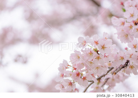 可憐に咲く桜 可憐に咲く桜 30840413