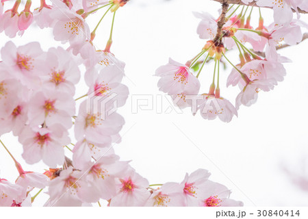 可憐に咲く桜 可憐に咲く桜 30840414