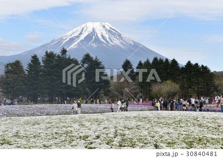 富士芝桜 30840481