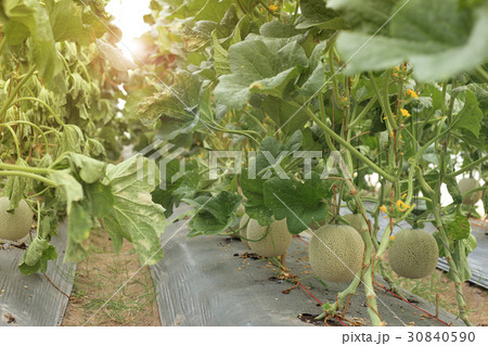 Melon fruit on plant in organic farm. Melon fruit on plant in organic farm. 30840590