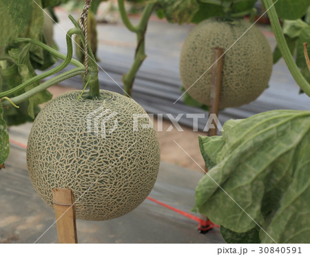 Melon fruit on plant in organic farm. 30840591