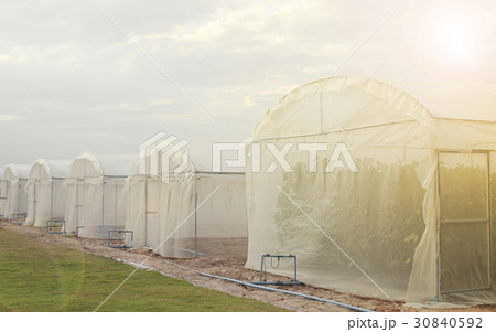 Outside of greenhouses for growing organic plant. 30840592