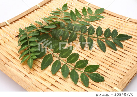 木の芽 山椒の芽 木の芽 山椒の芽 30840770