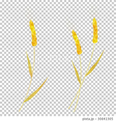Wheat 30841305