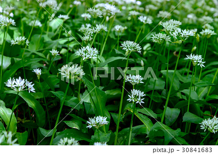 Thickets of wild garlic Thickets of wild garlic 30841683