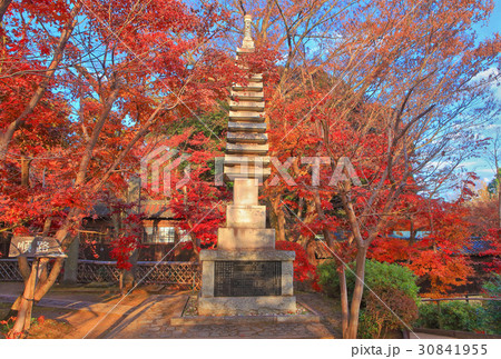 本土寺　紅葉 30841955