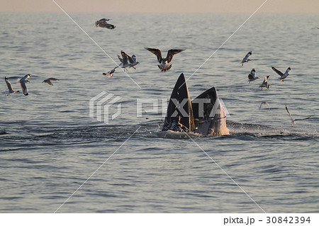 Bryde's whale feeding on a sea in the gulf of Thai Bryde's whale feeding on a sea in the gulf of Thai 30842394