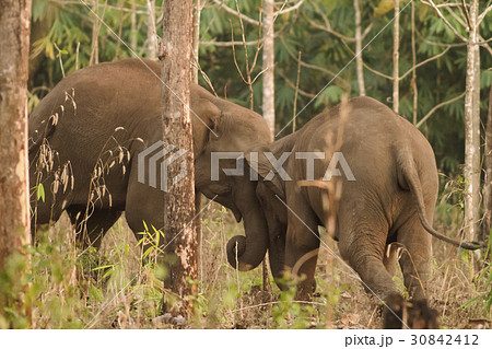 Wild elephants looking for foods near forest borde 30842412