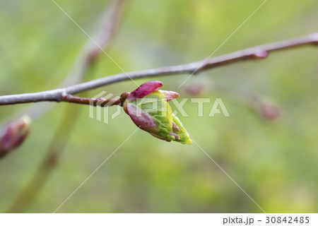 Spring branch of linden Spring branch of linden 30842485