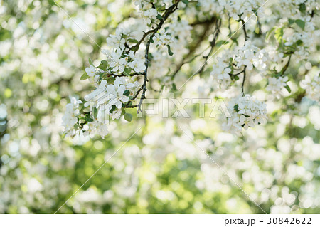 Low angle shot of white apple blossom tree in 30842622