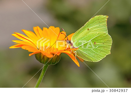 Butterfly on a flower Butterfly on a flower 30842937