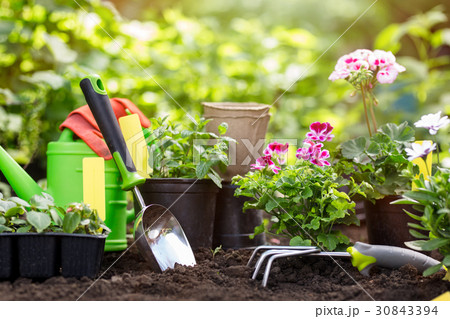 Gardening tools and flowers in pot for planting at 30843394