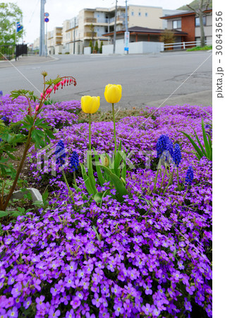 道端のカラフルな花壇 30843656