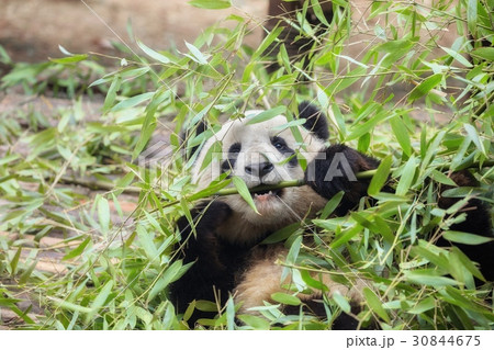 Giant panda eating bamboo 30844675