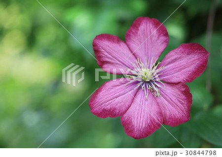 赤紫のクレマチス 30844798