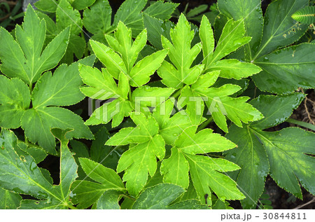 アシタバ アシタバ 30844811