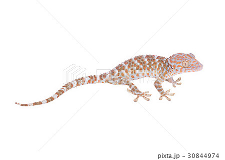 Gecko isolated on white background 30844974