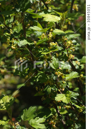 ヤブサンザシ 30845051