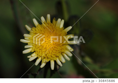 自然 植物 ウスジロノゲシ 舌状花が白色のノゲシ ノゲシの中に混じって咲いていますの写真素材