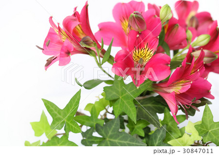 鮮やかな赤のアルストロメリア(大) 鮮やかな赤のアルストロメリア(大) 30847011