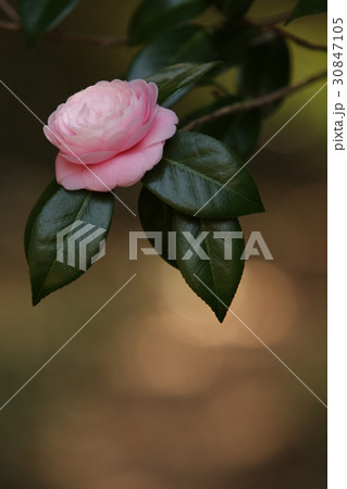 ピンクの椿　花 30847105