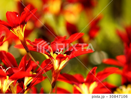 スパラキシス　春の花 30847106