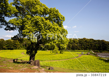 大木 大樹 大きな木 30847219