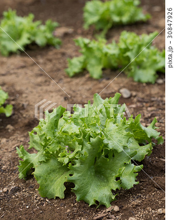 リーフレタス畑 リーフレタス畑 30847926
