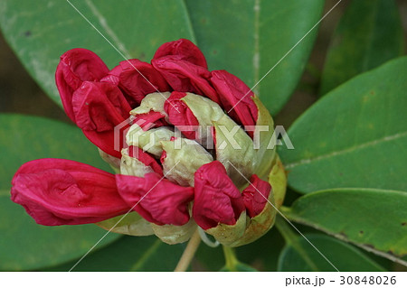 シャクナゲ　つぼみ　01 30848026