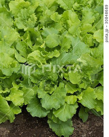 山東菜の栽培 30848689