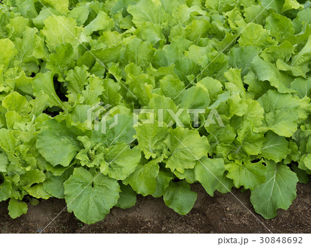 山東菜の栽培 30848692