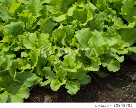 山東菜の栽培 30848702