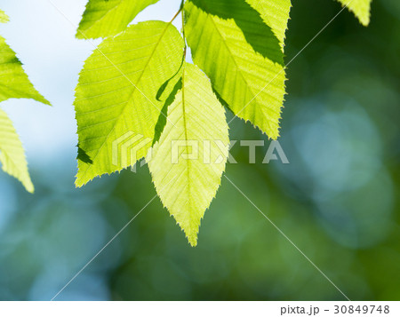 新緑の葉 30849748