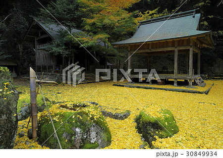 岩戸落葉神社 銀杏の落葉 岩戸落葉神社 銀杏の落葉 30849934