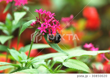 ミツバチ科 巣作り 花粉 30850020