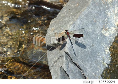 昆虫 虫 蟲 30850024