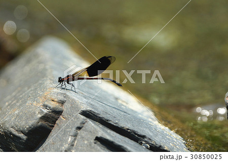 昆虫 虫 蟲 30850025