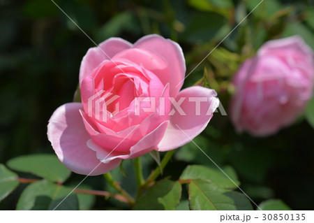 ピンクのバラ、ガーデニング 30850135