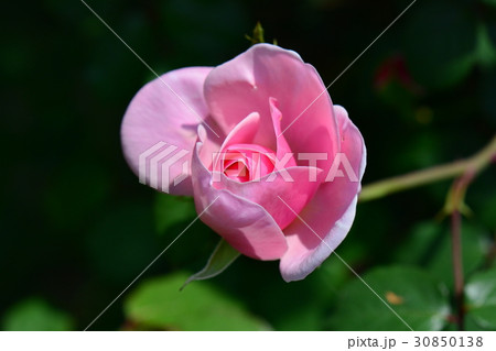 ピンクのバラ、ガーデニング 30850138