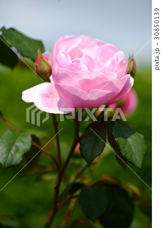 ピンクのバラ、ガーデニング 30850139