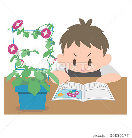 朝顔の観察日記をつける男の子 30850177