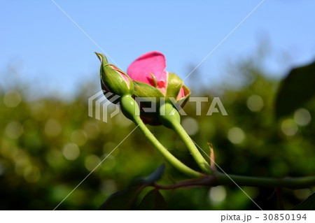 ピンクのバラ、青空、ガーデニング 30850194