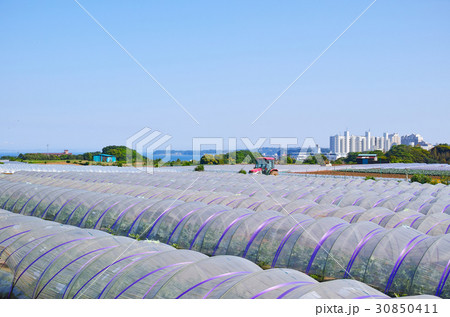 三浦のトンネル栽培の畑が見える風景 30850411