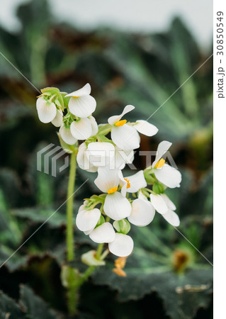 Green Leaves And Flower Of Plant Begonia Rex Putz 30850549