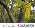 花 フラワー お花 30850559