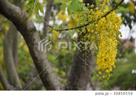 花 フラワー お花 30850559