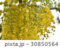 花 フラワー お花 30850564