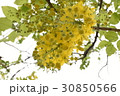 花 フラワー お花 30850566