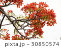 花 フラワー お花 30850574